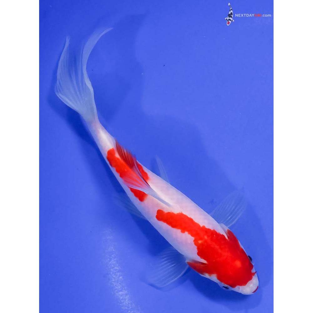 6.5” Imported Sarasa Comet