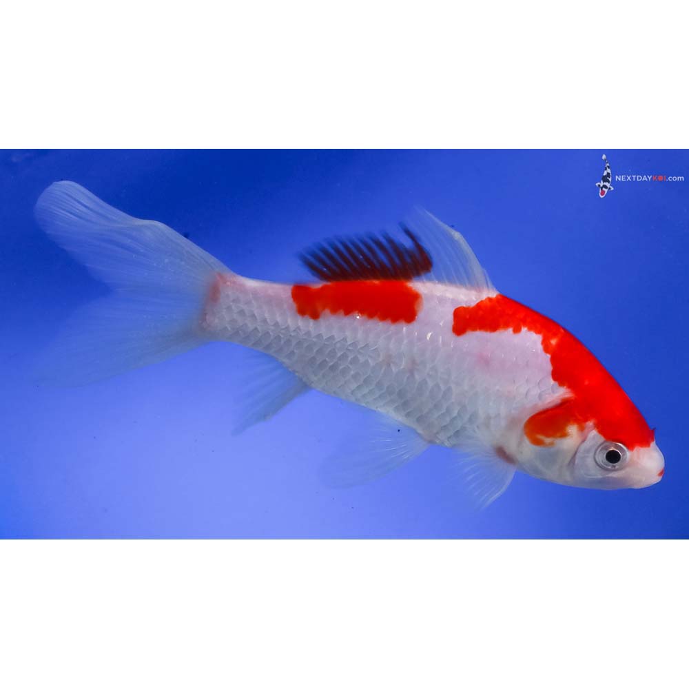 6.5” Imported Sarasa Comet