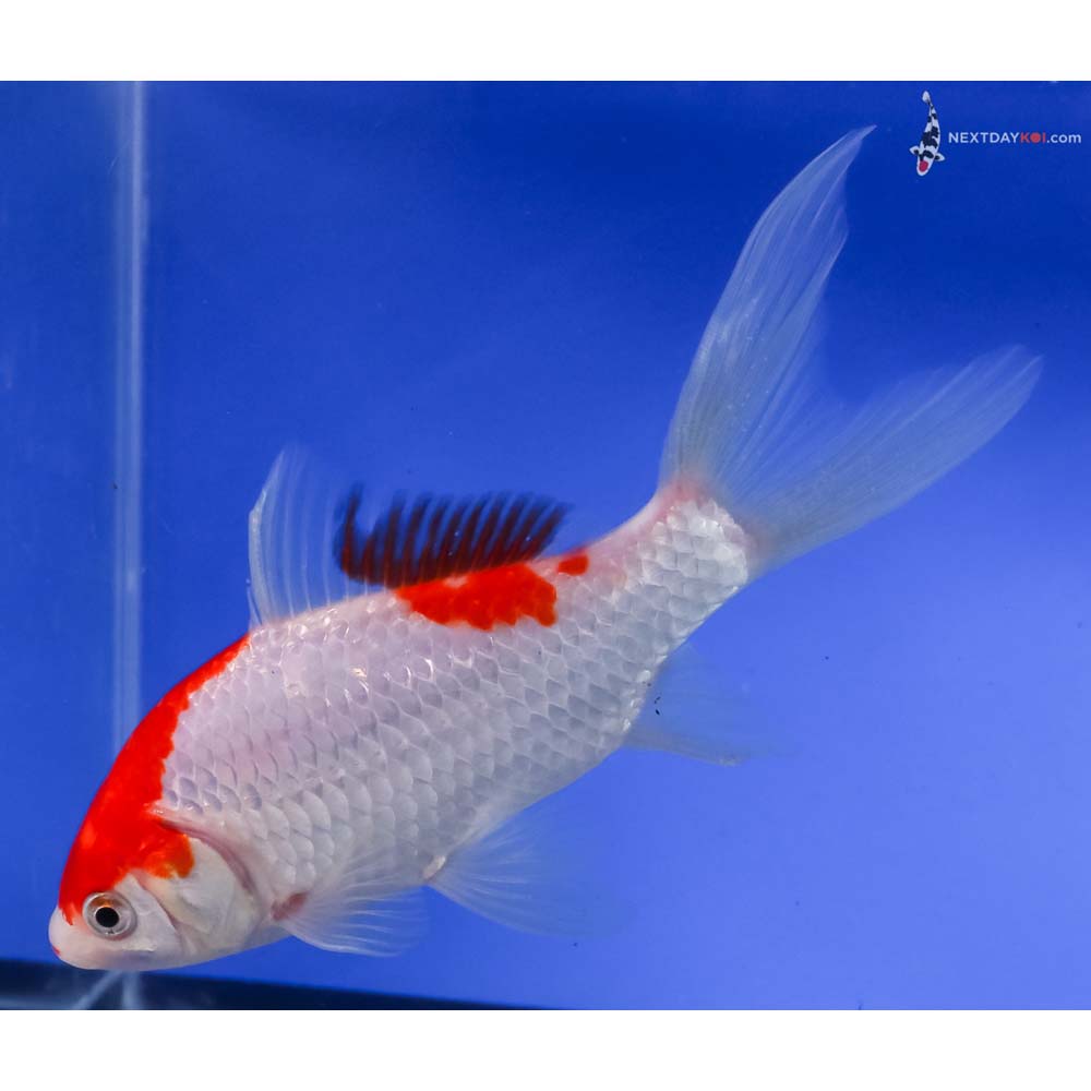 6.5” Imported Sarasa Comet