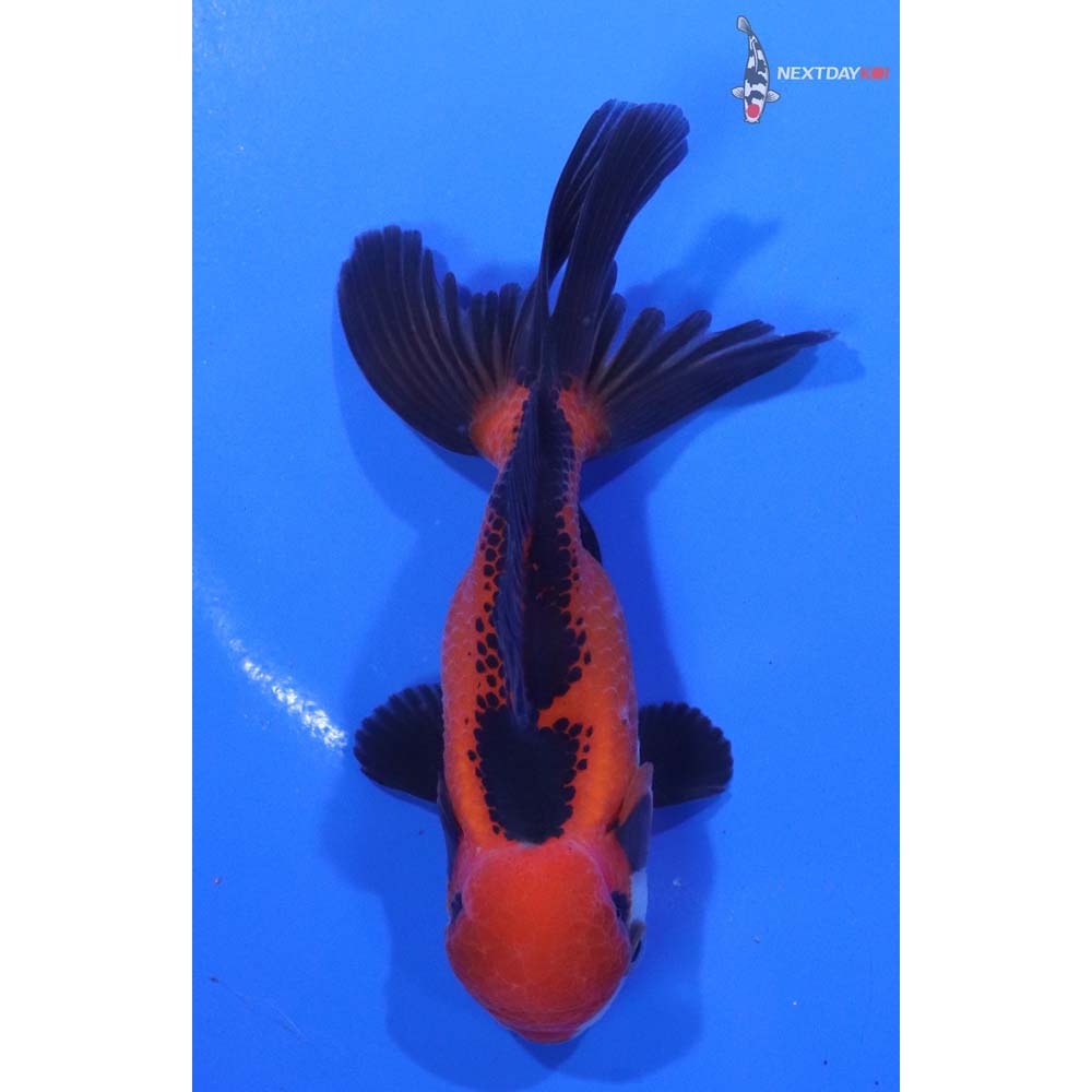 3.5” Imported Tri Color Oranda