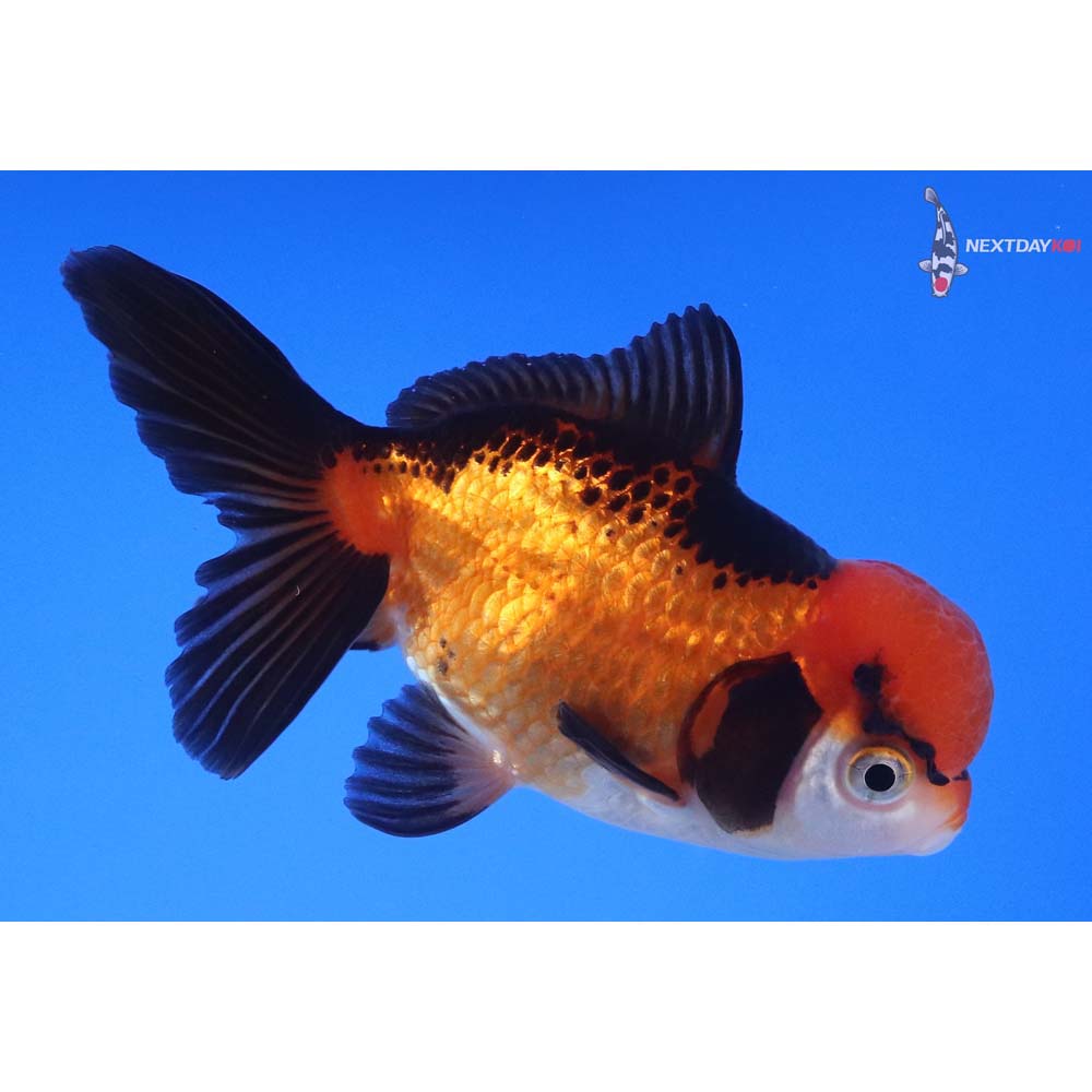 3.5” Imported Tri Color Oranda