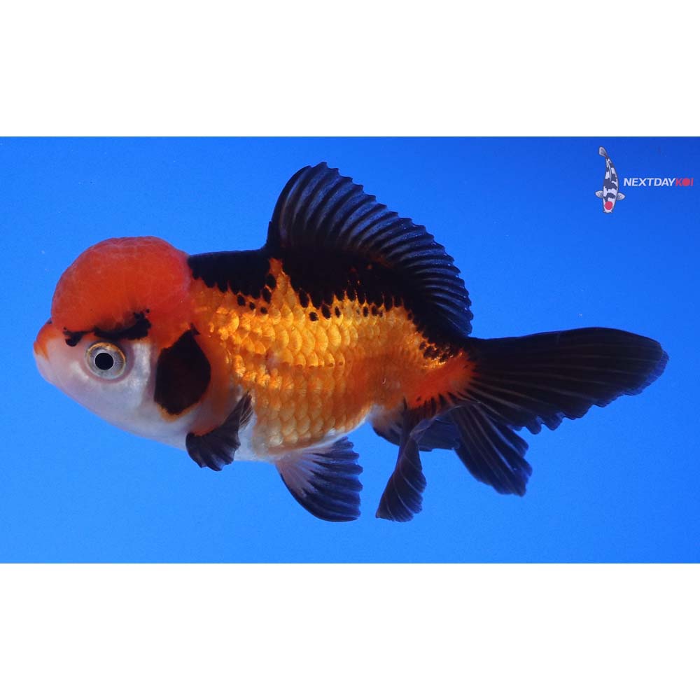 3.5” Imported Tri Color Oranda