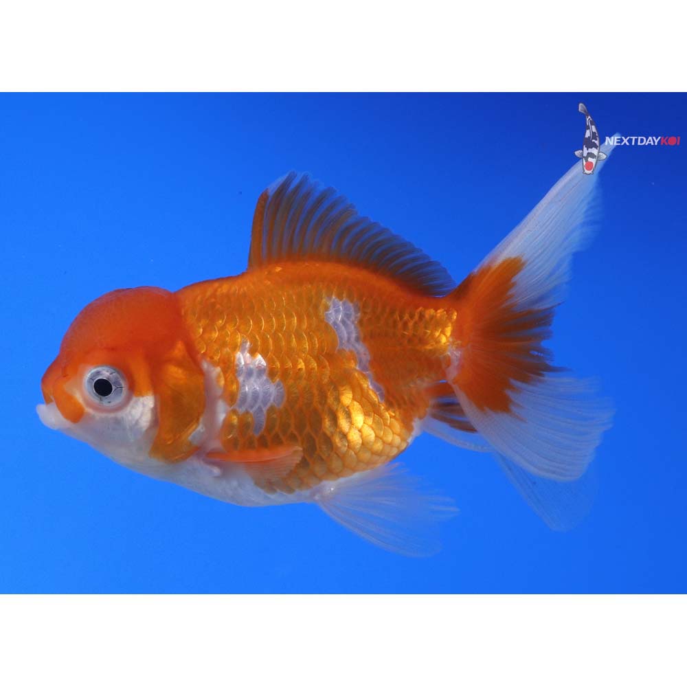 3.5” Imported Red and White Oranda