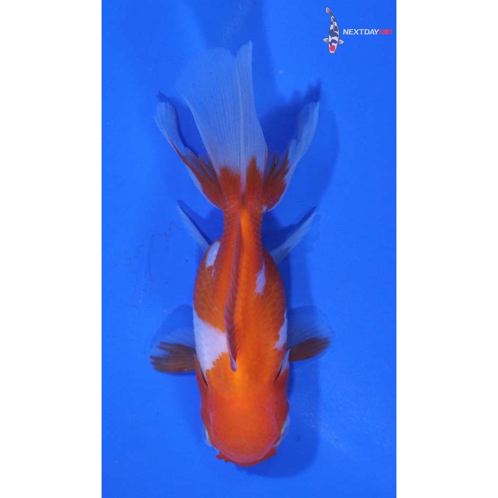 3.5” Imported Red and White Oranda