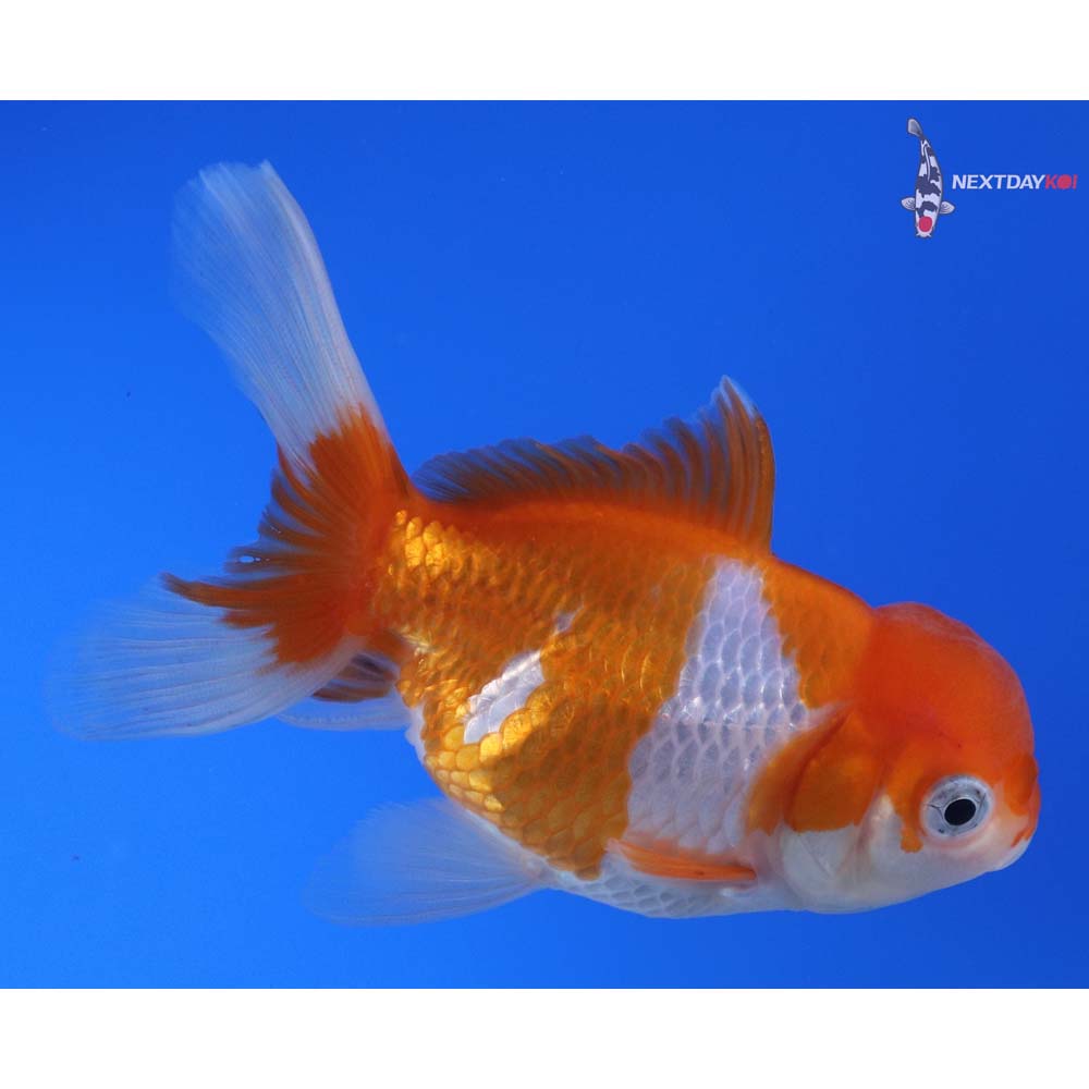 3.5” Imported Red and White Oranda