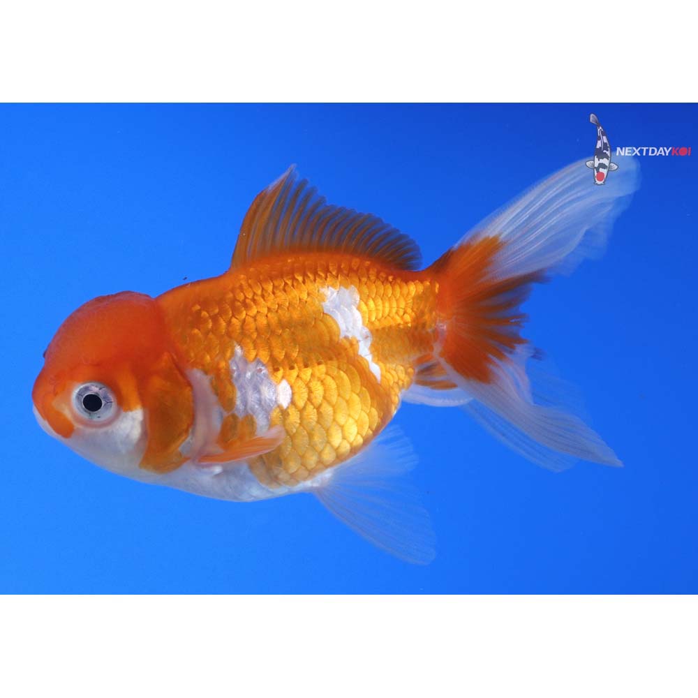 3.5” Imported Red and White Oranda
