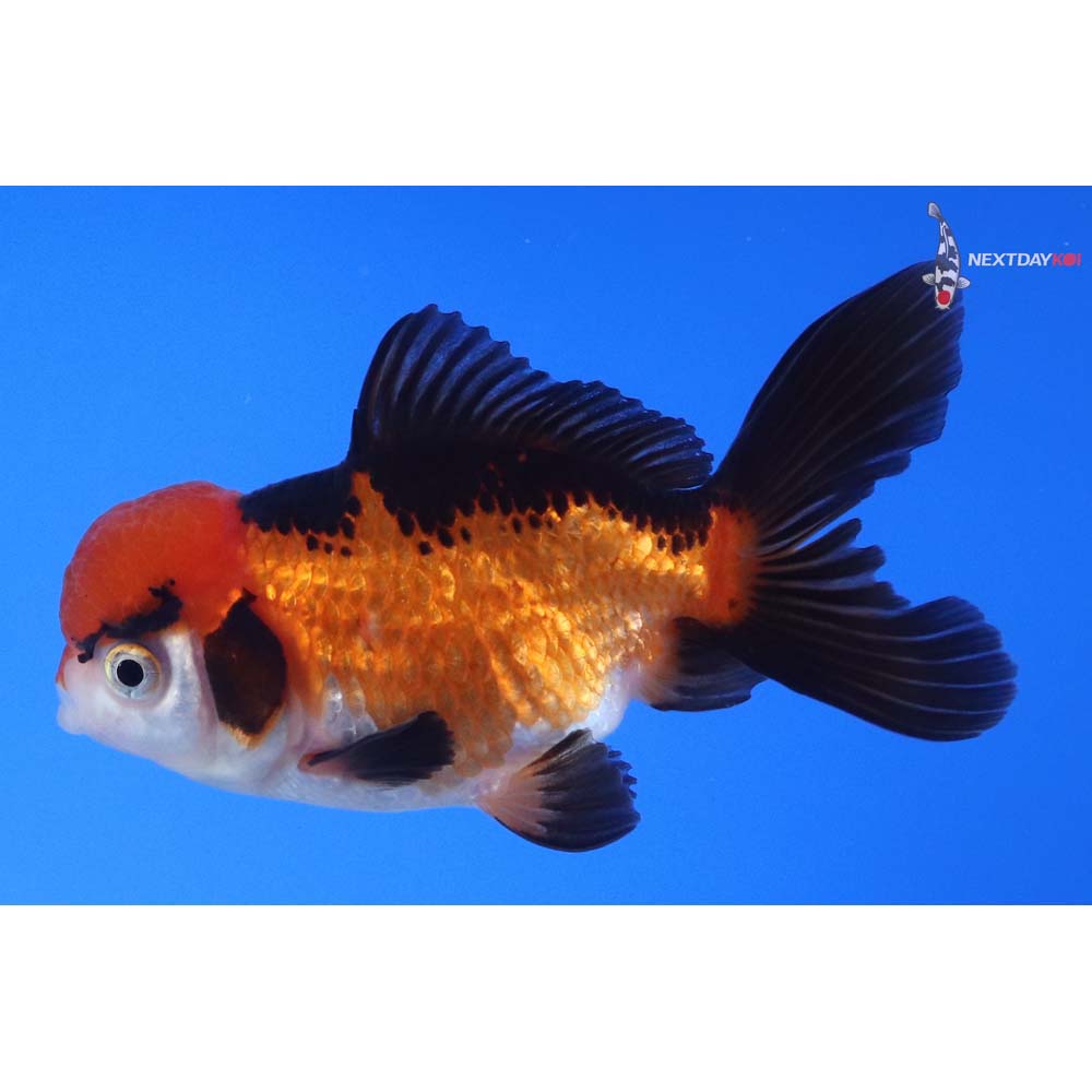 3.5” Imported Tri Color Oranda