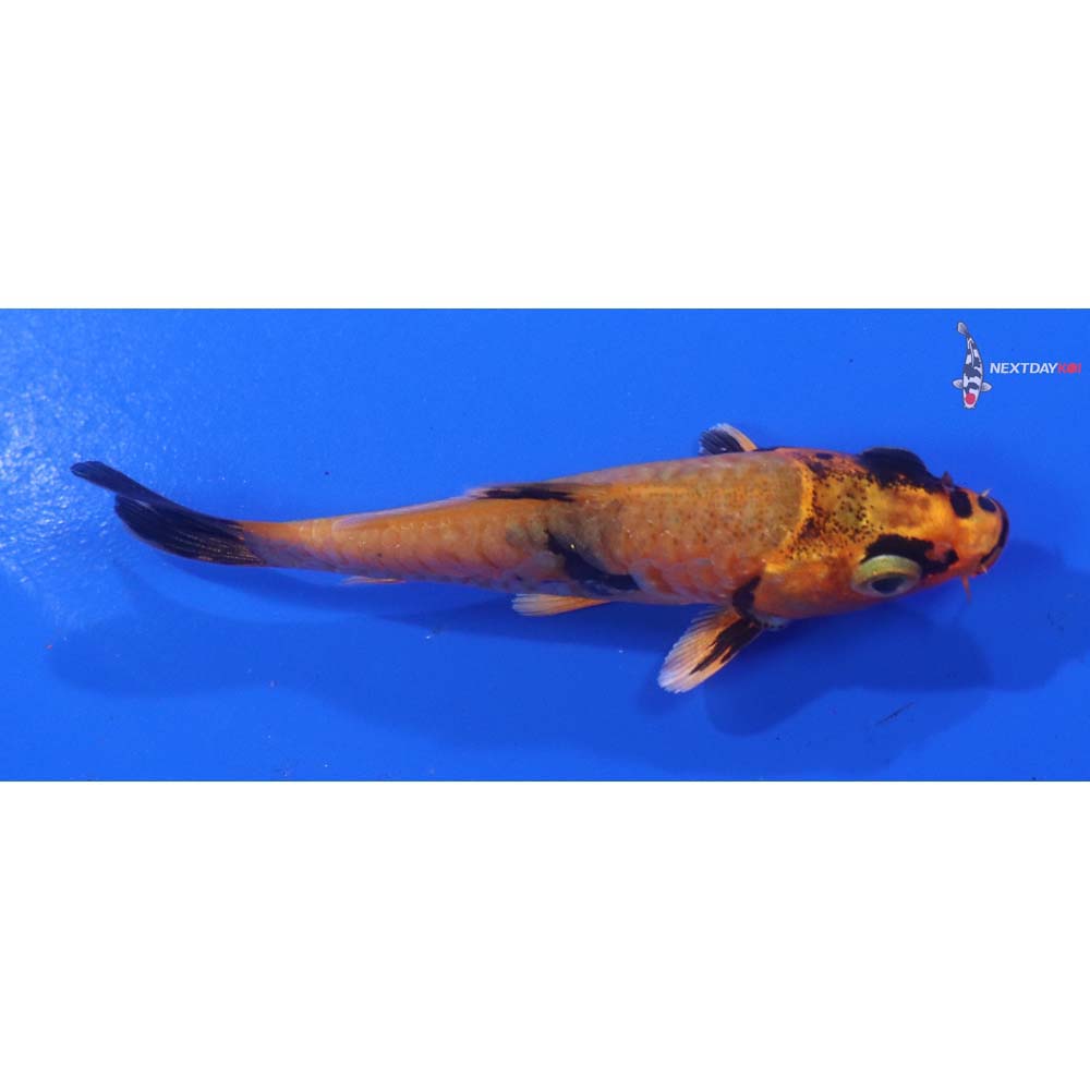 3” Imported Armor Scaled Kin Aka Bekko