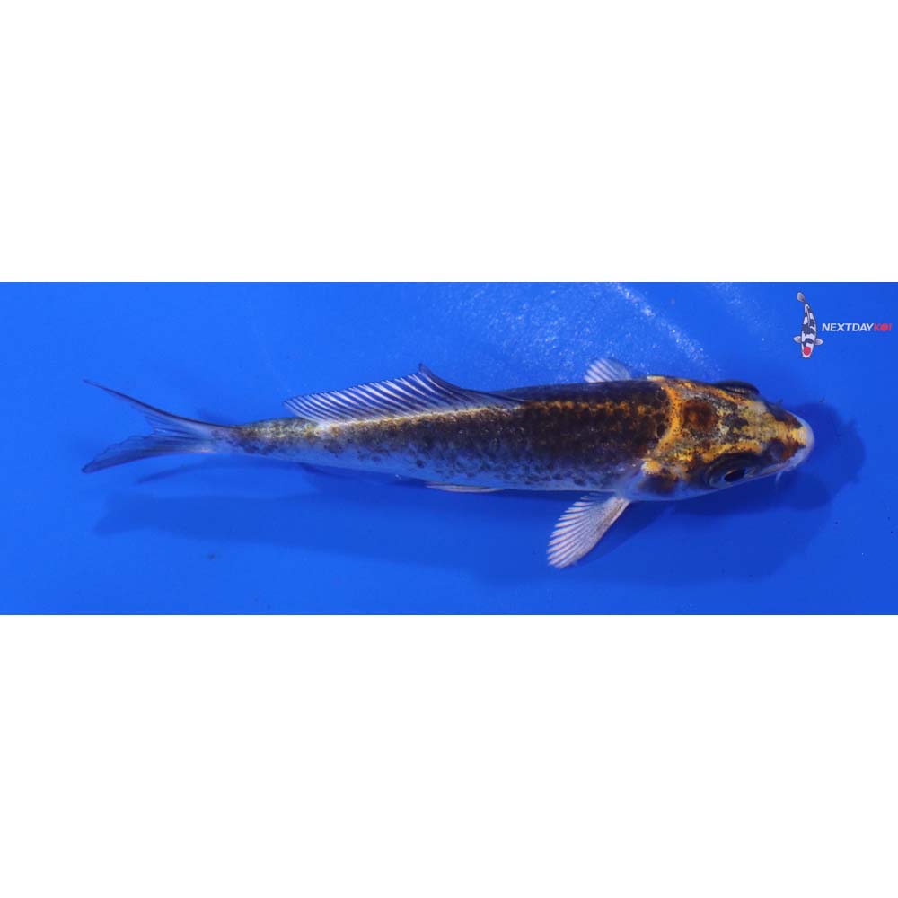 3” Imported Kujaku