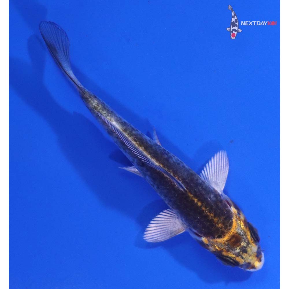 3” Imported Kujaku
