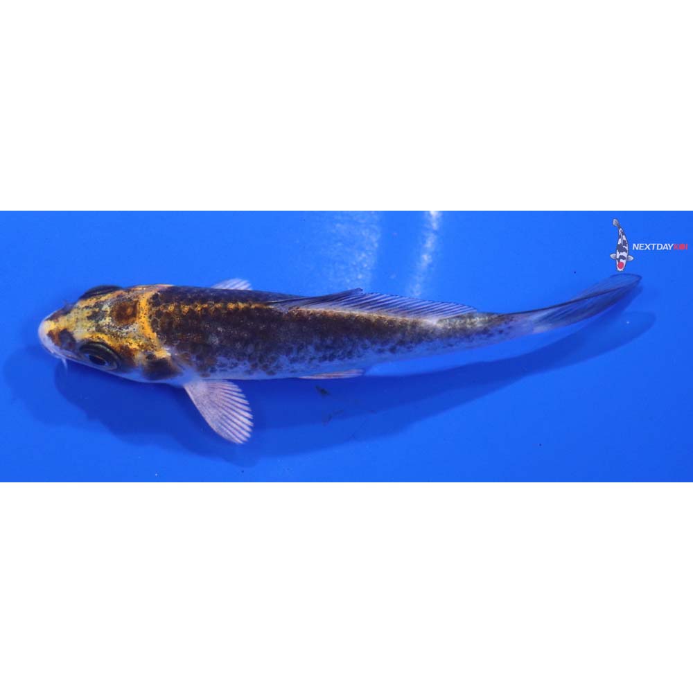 3” Imported Kujaku