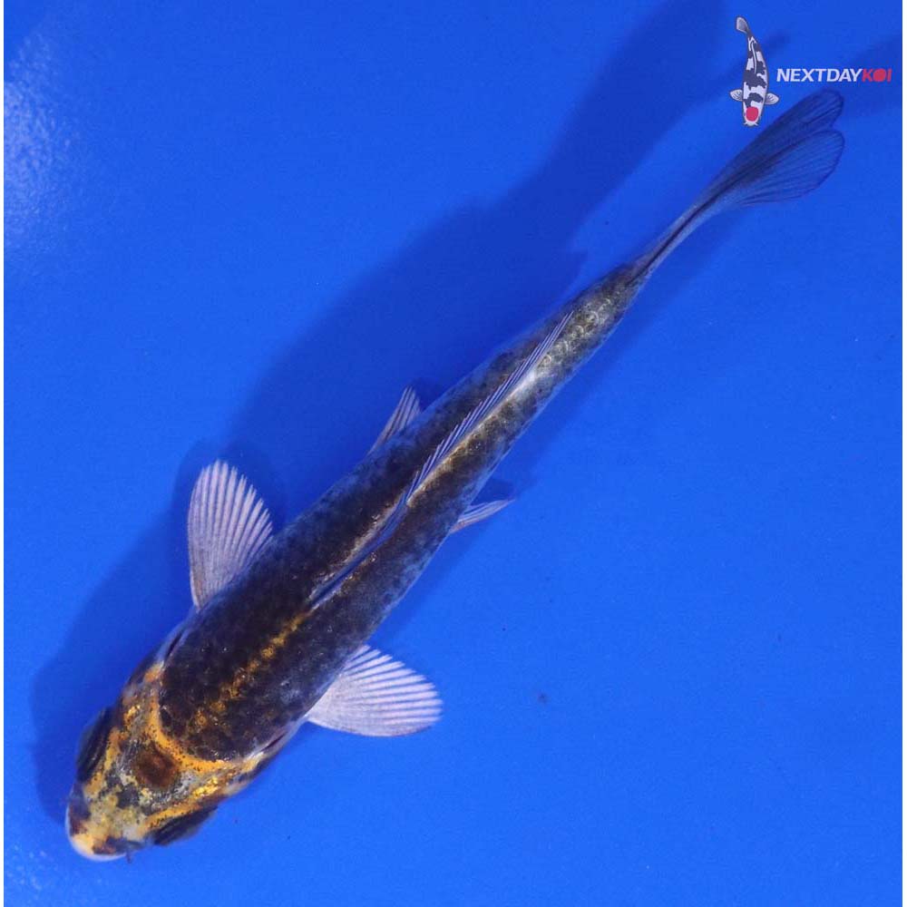 3” Imported Kujaku