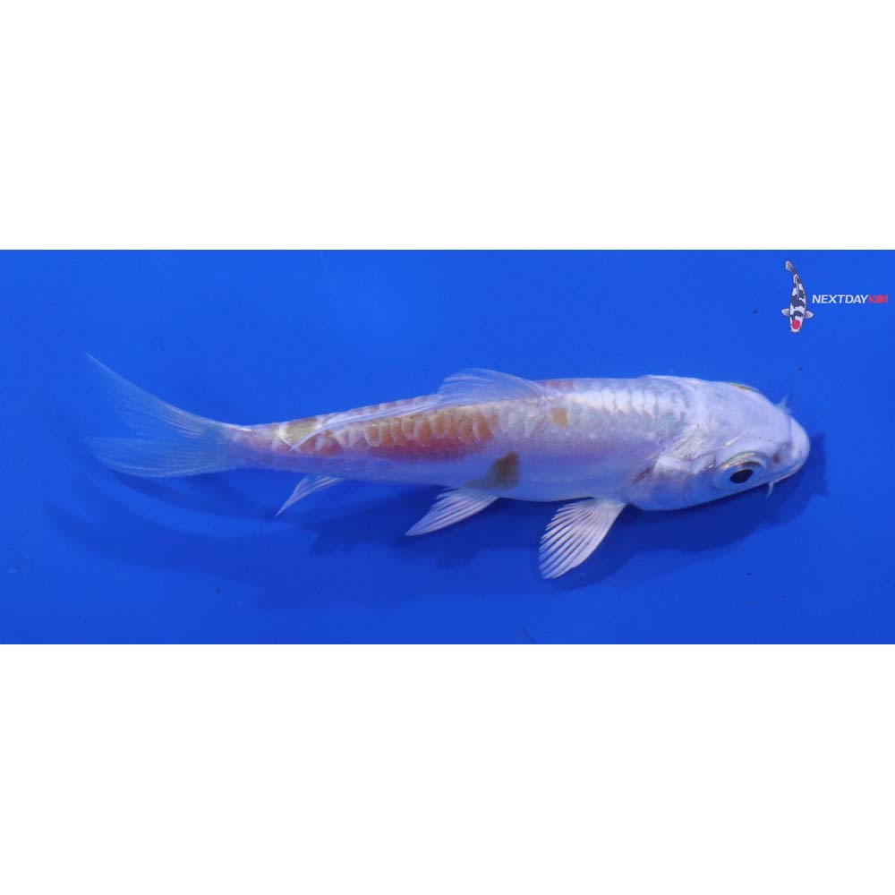 3” Imported Doitsu Lemon Hariwake