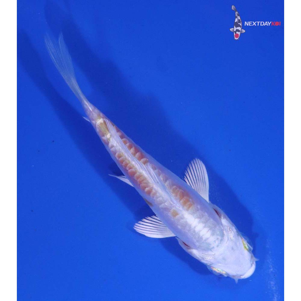 3” Imported Doitsu Lemon Hariwake