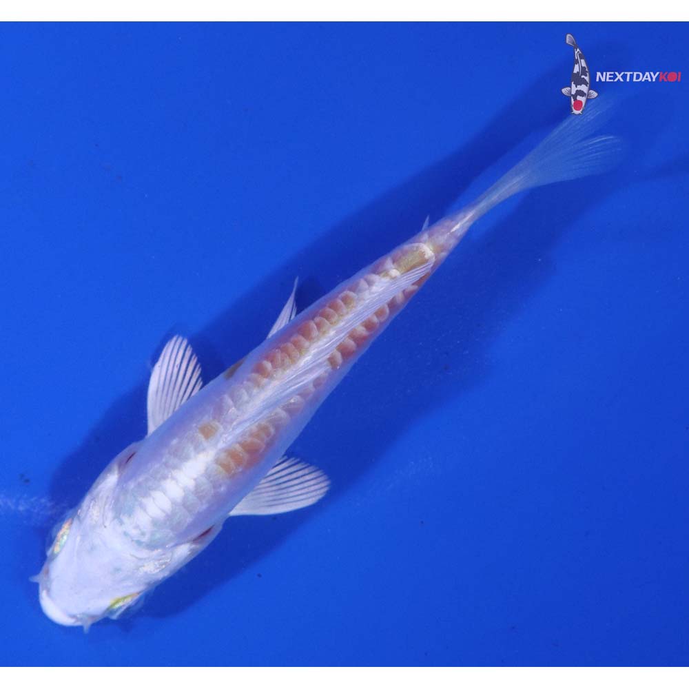 3” Imported Doitsu Lemon Hariwake