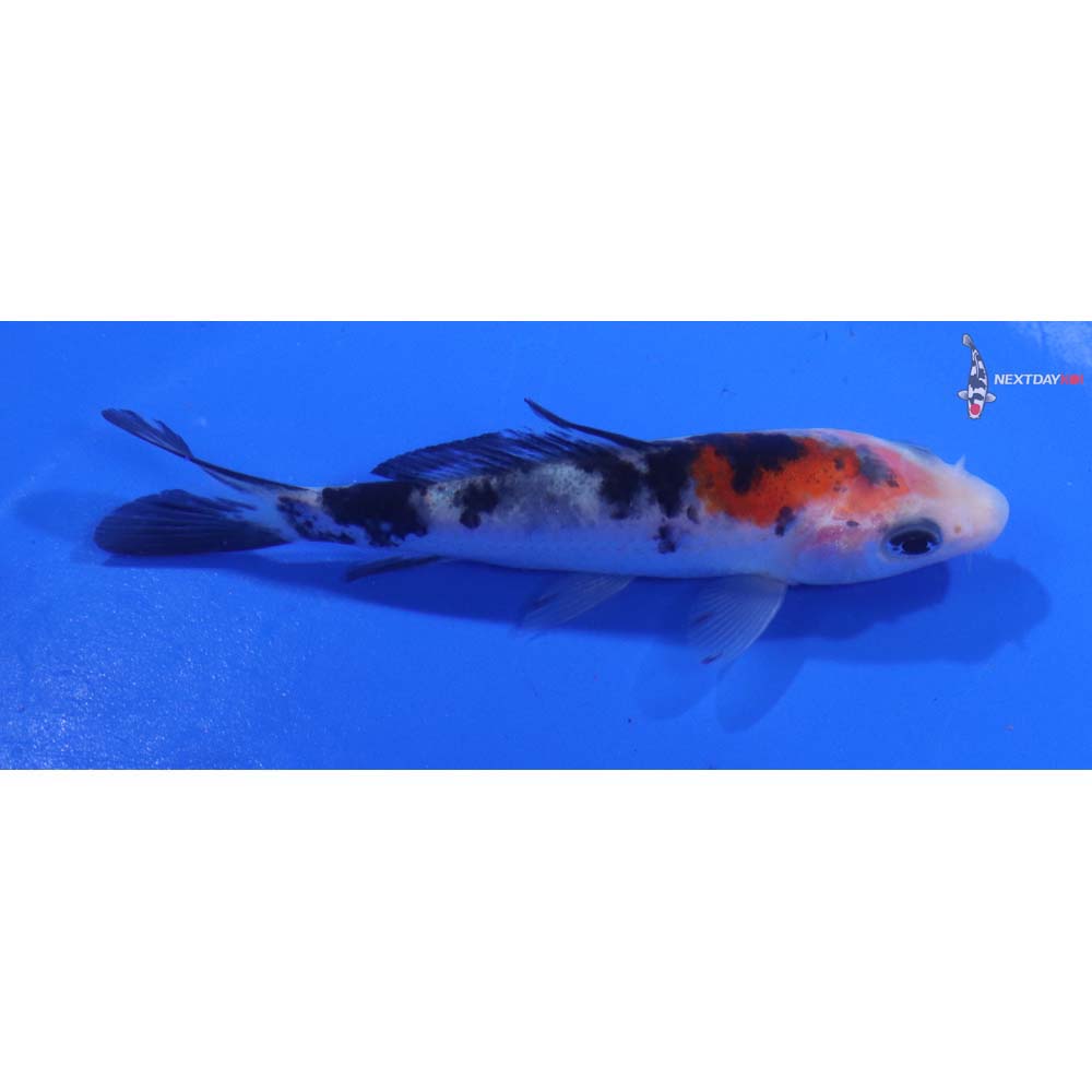 3.5” Imported Sanke