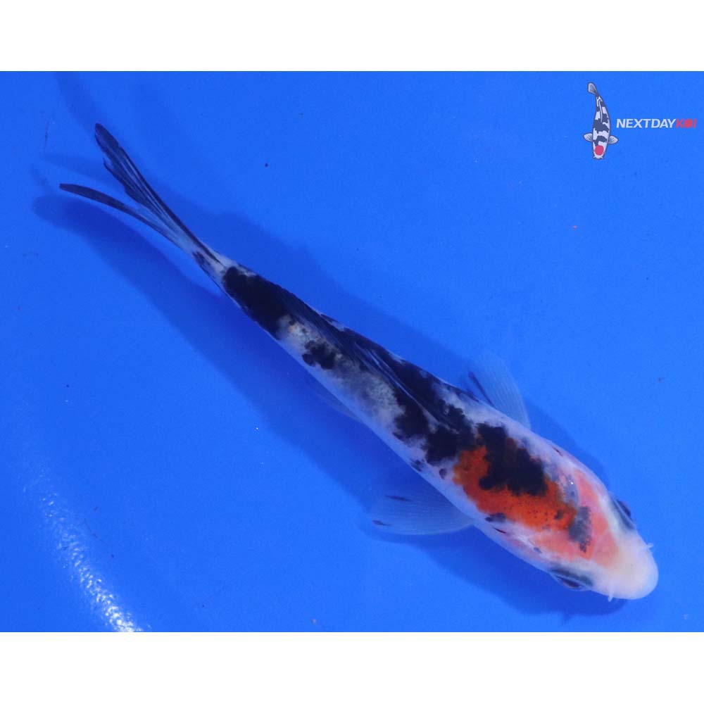 3.5” Imported Sanke
