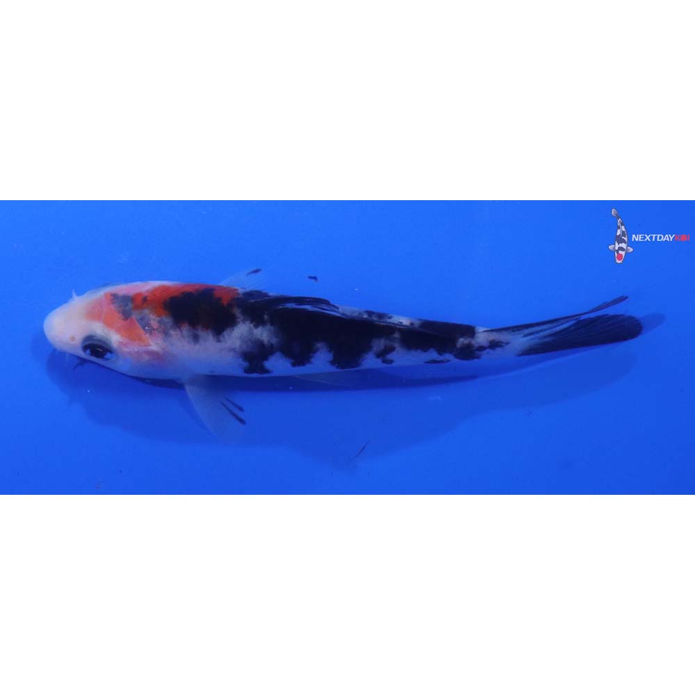 3.5” Imported Sanke
