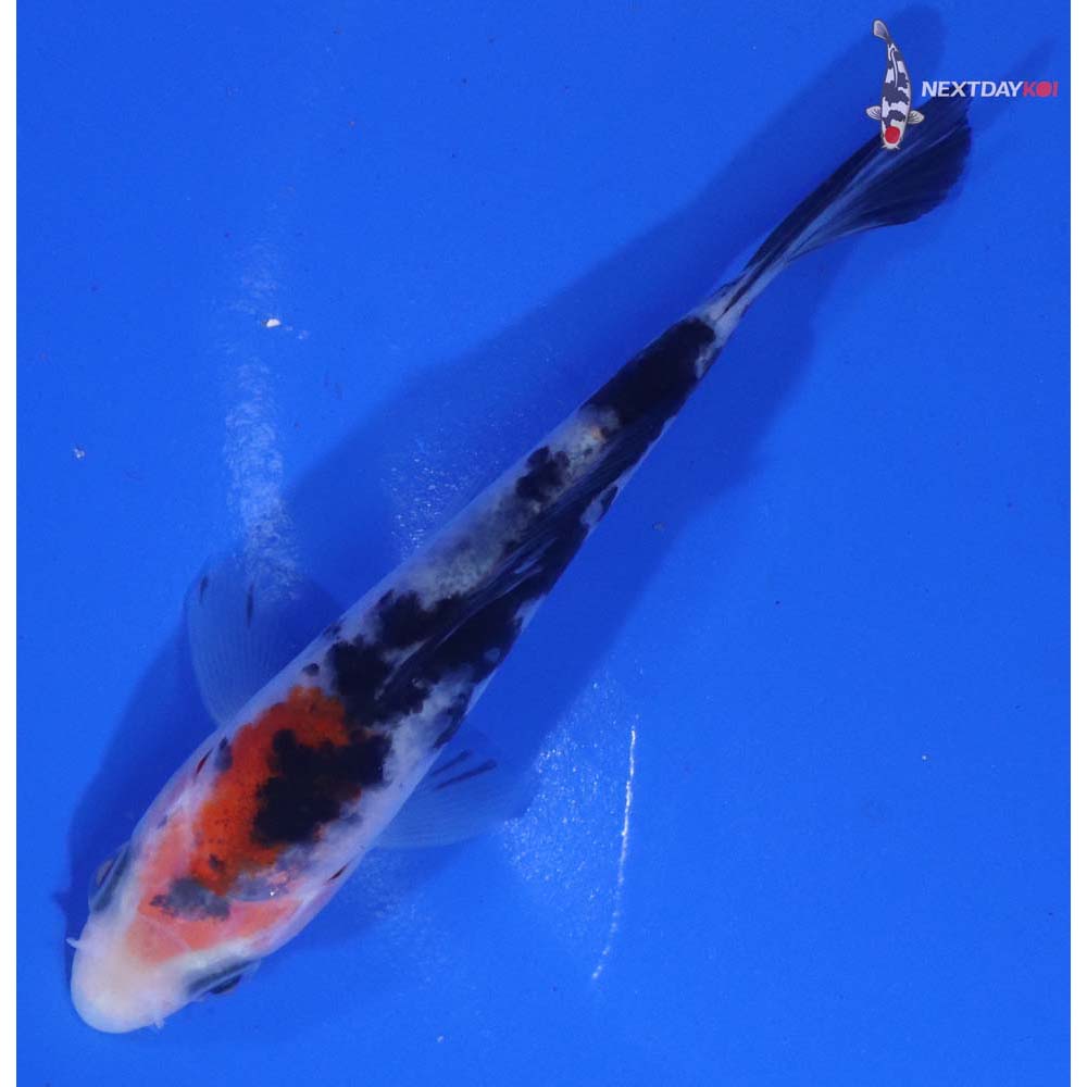 3.5” Imported Sanke