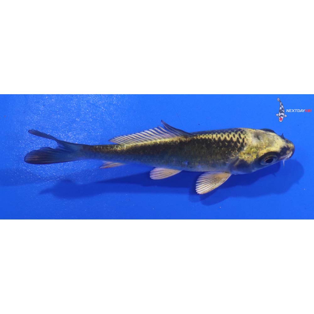 3.5” Imported Ki Matsuba
