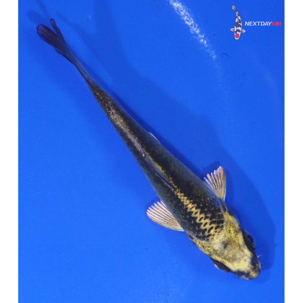 3.5” Imported Ki Matsuba