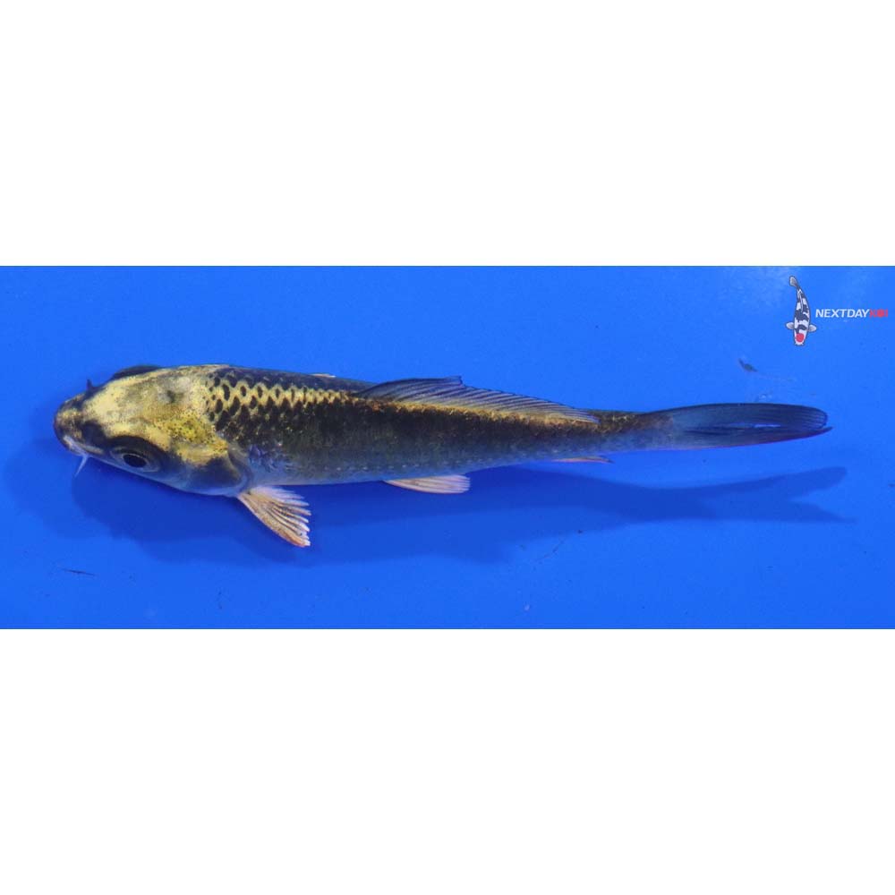 3.5” Imported Ki Matsuba