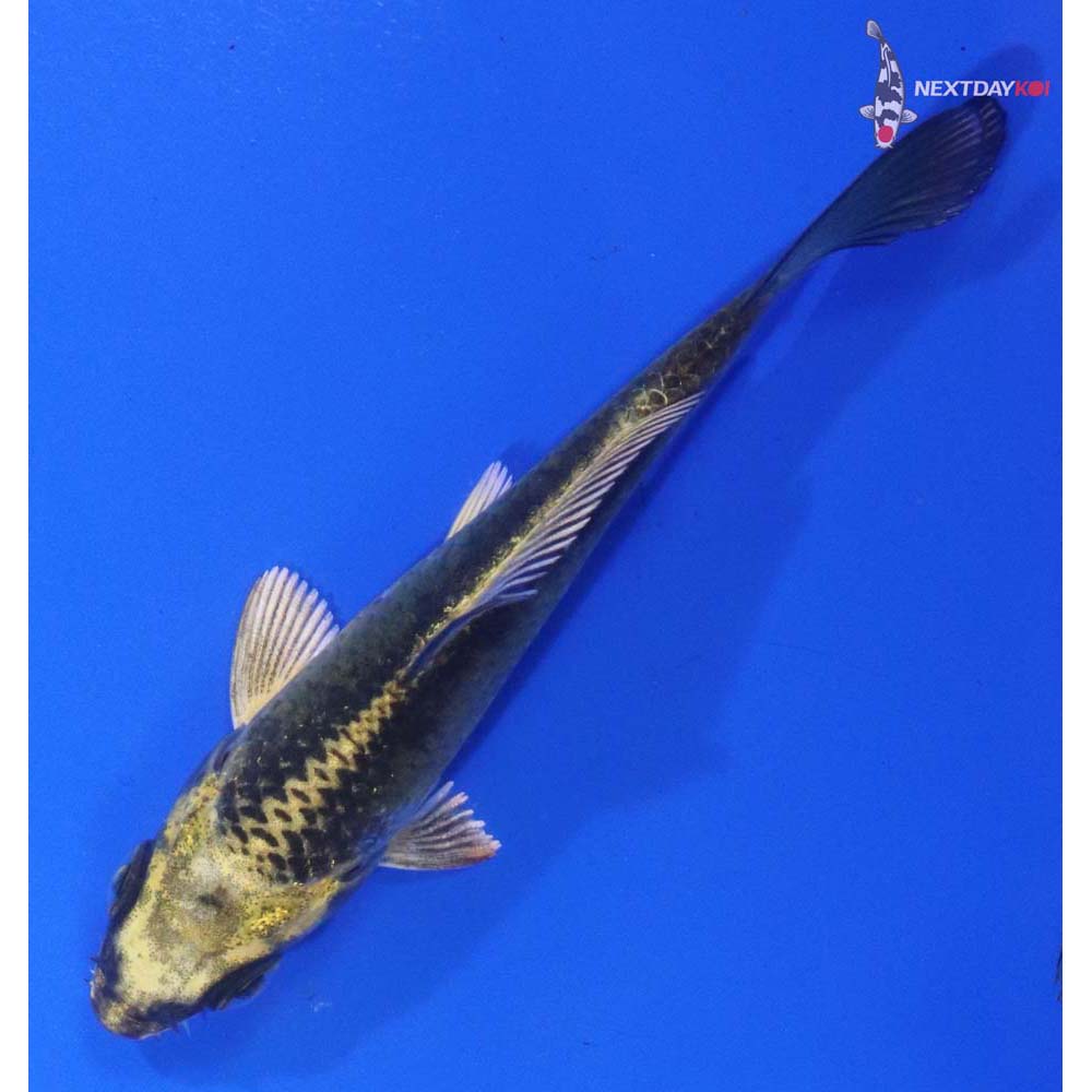 3.5” Imported Ki Matsuba