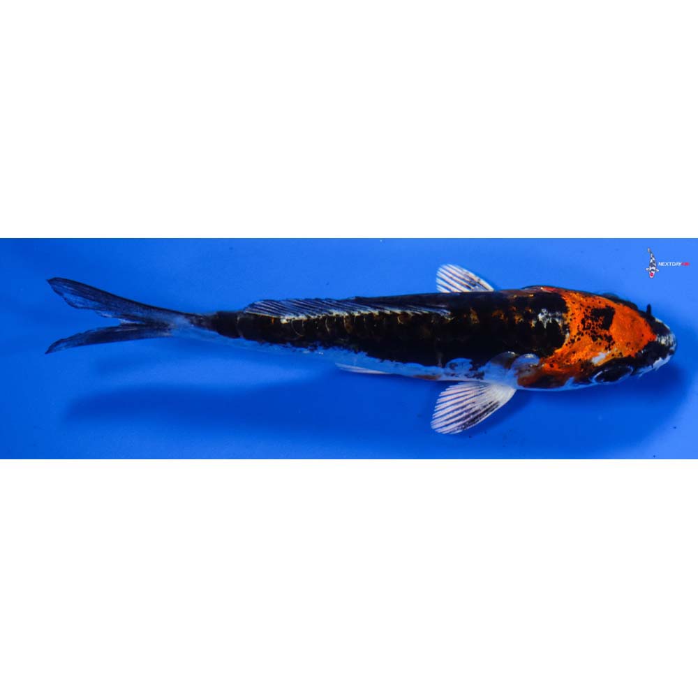 3” Imported Kin Kikokuryu