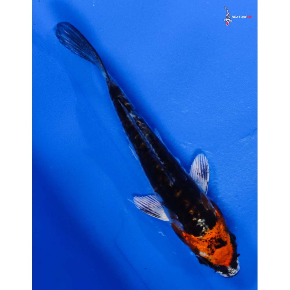 3” Imported Kin Kikokuryu