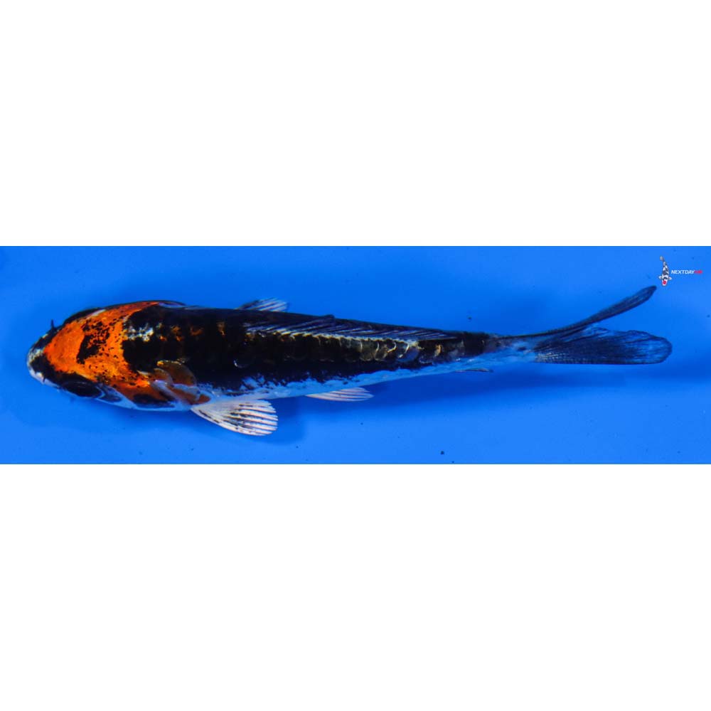 3” Imported Kin Kikokuryu
