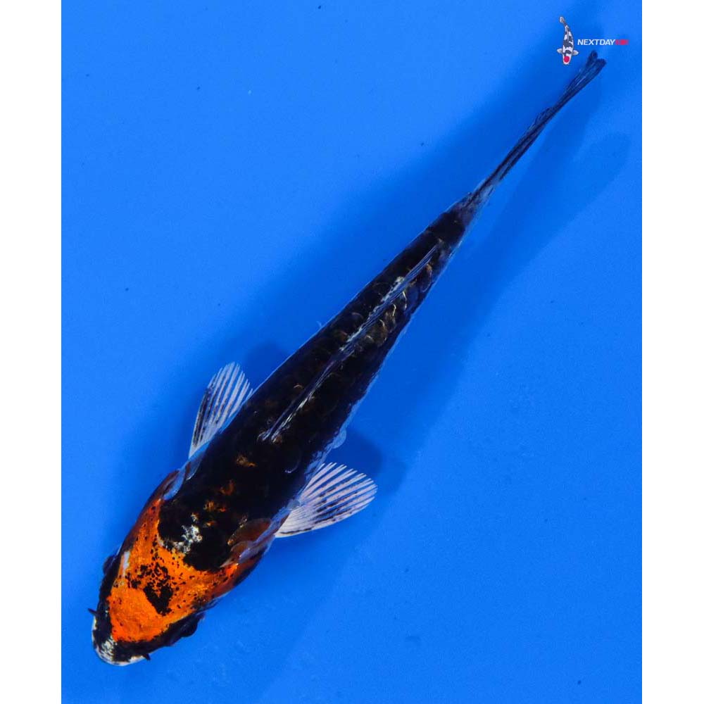3” Imported Kin Kikokuryu