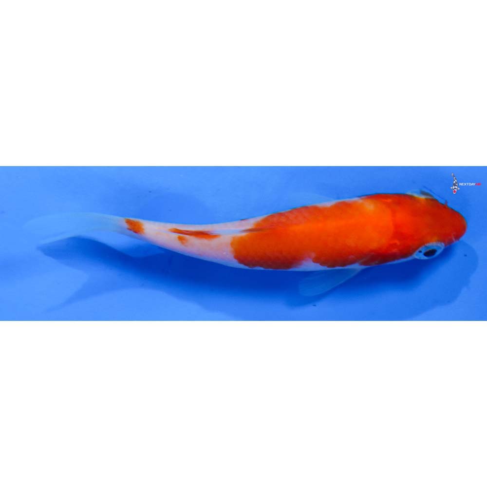 3” Imported Kohaku