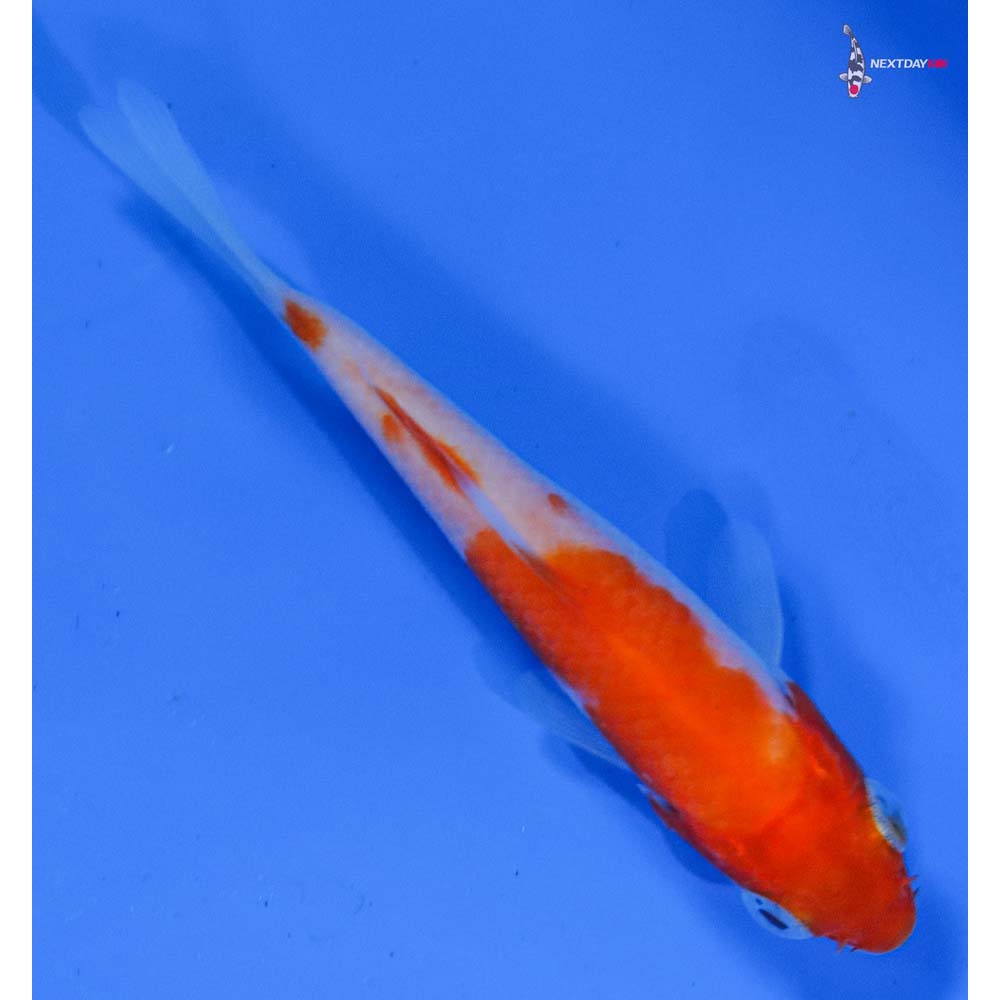 3” Imported Kohaku