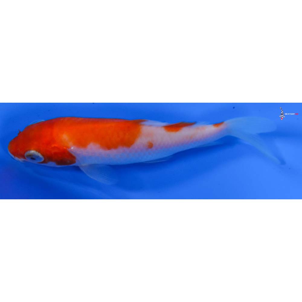 3” Imported Kohaku
