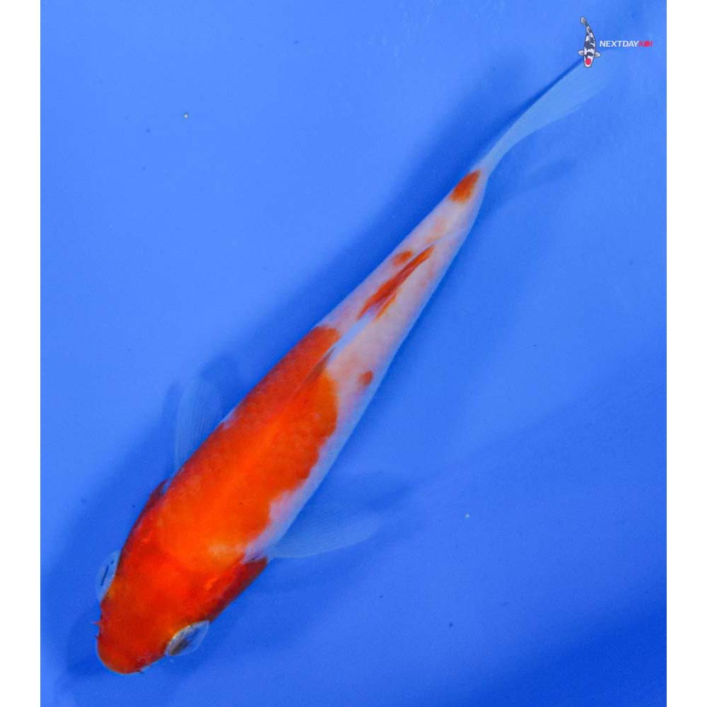 3” Imported Kohaku