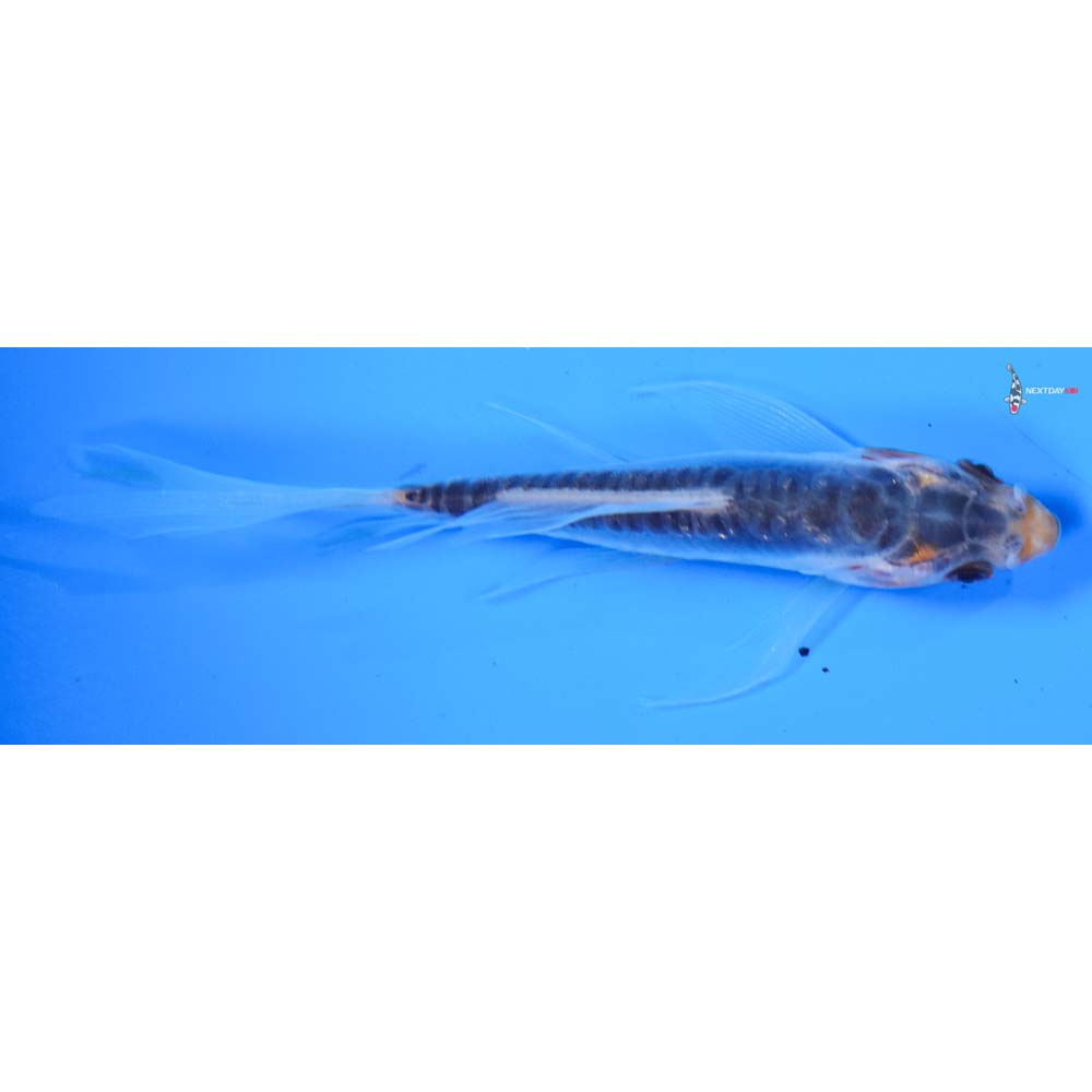 3.5” Imported Shusui Butterfly Koi