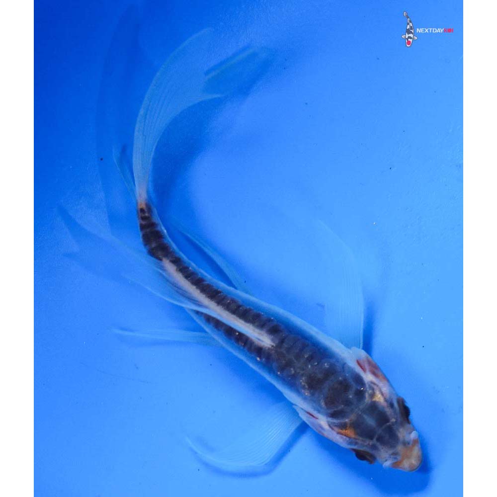 3.5” Imported Shusui Butterfly Koi