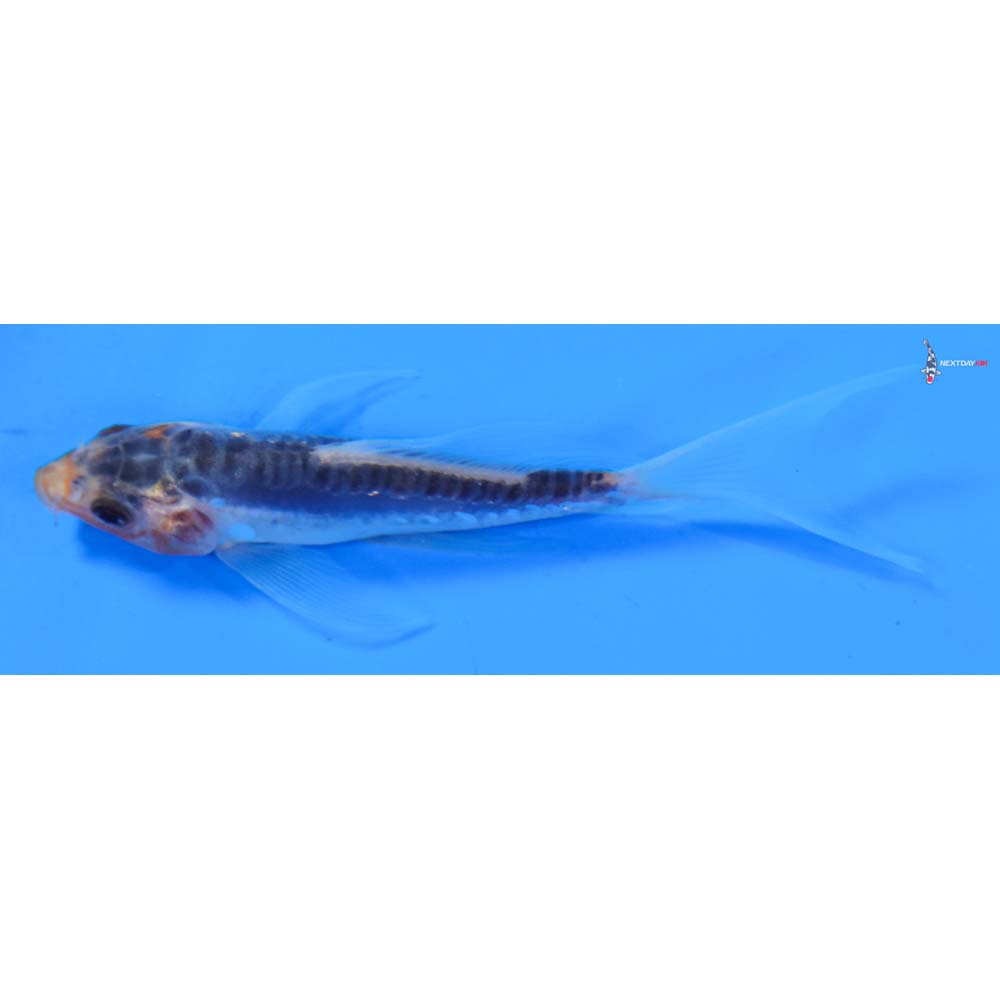 3.5” Imported Shusui Butterfly Koi