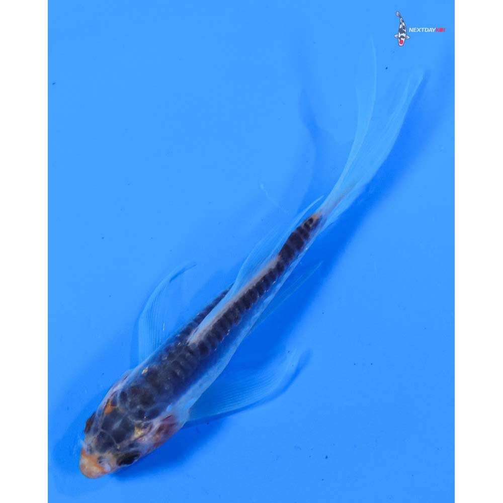 3.5” Imported Shusui Butterfly Koi