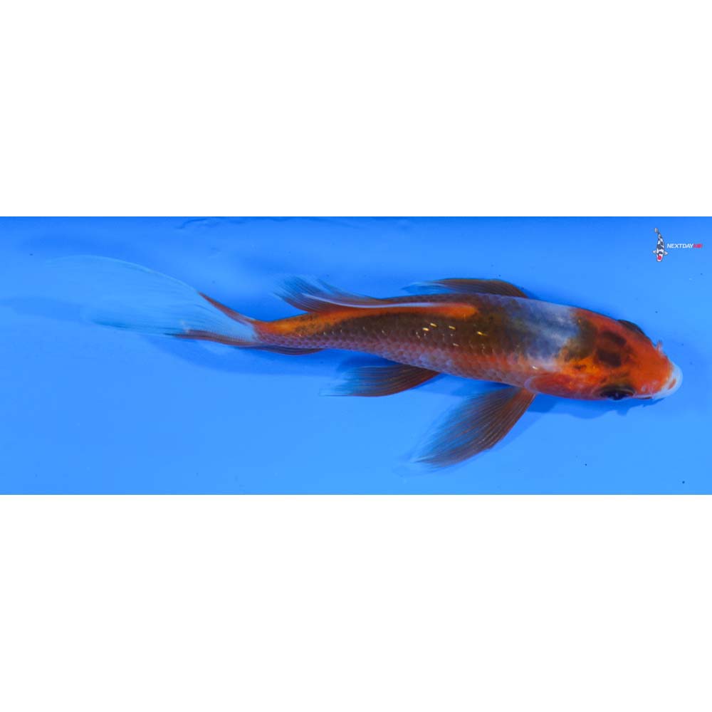4” Imported Asagi Butterfly Koi