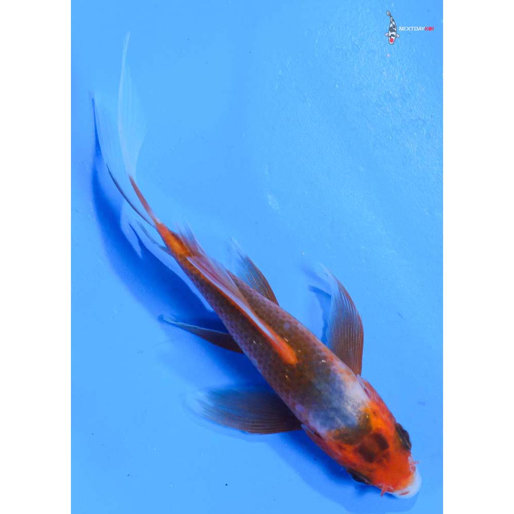 4” Imported Asagi Butterfly Koi