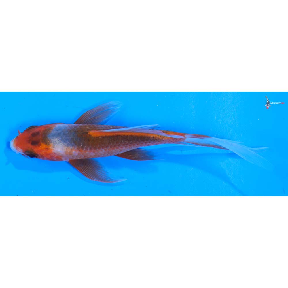 4” Imported Asagi Butterfly Koi