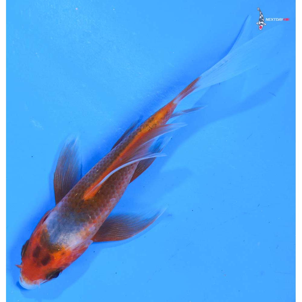 4” Imported Asagi Butterfly Koi