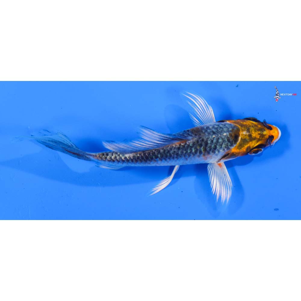 4” Imported Kujaku Butterfly Koi