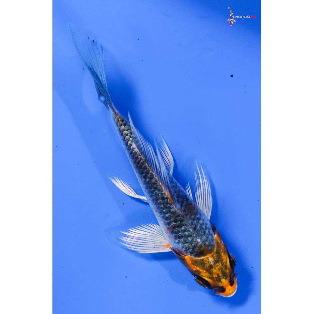 4” Imported Kujaku Butterfly Koi