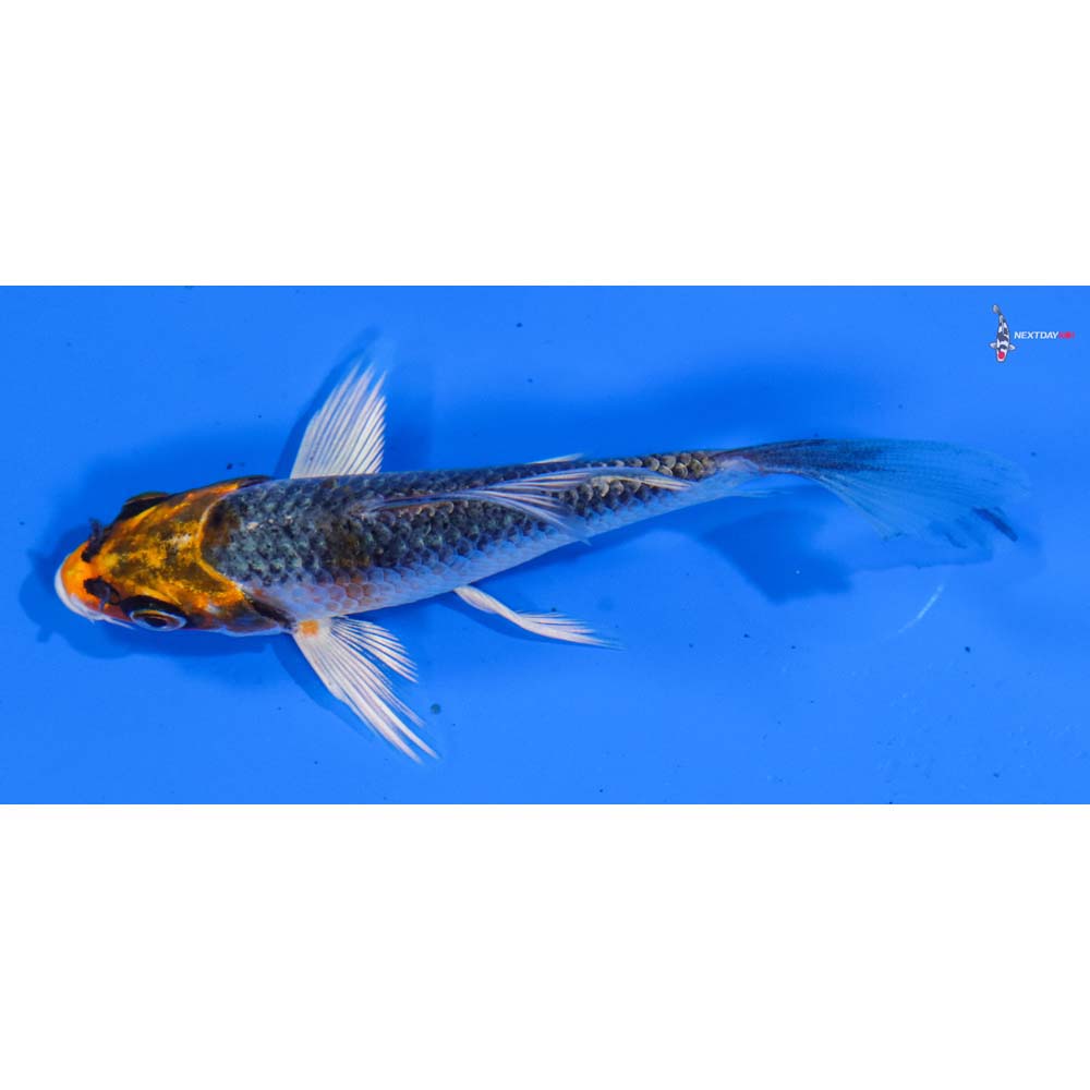 4” Imported Kujaku Butterfly Koi