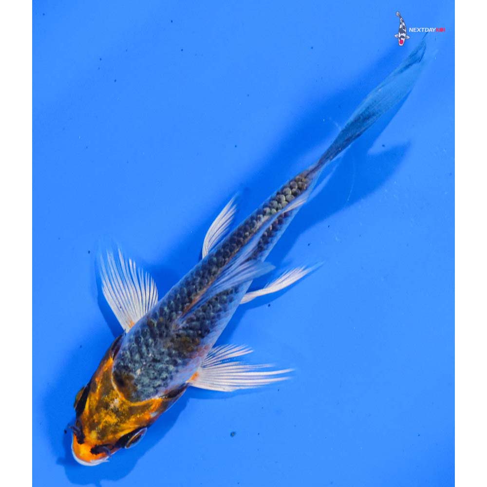 4” Imported Kujaku Butterfly Koi