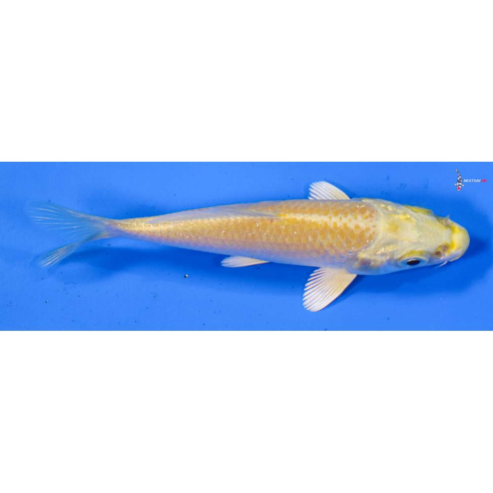 3.5” Imported Yamabuki Ogon