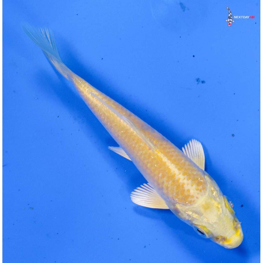 3.5” Imported Yamabuki Ogon
