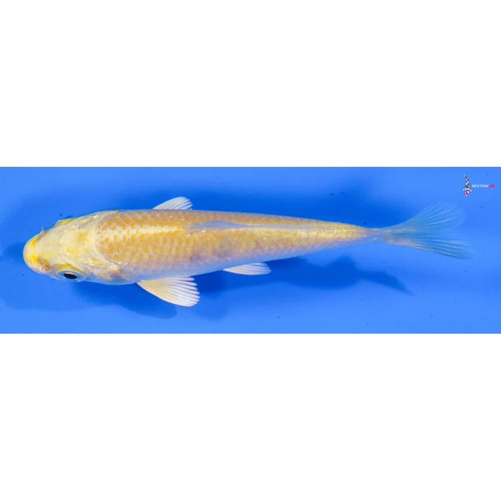 3.5” Imported Yamabuki Ogon